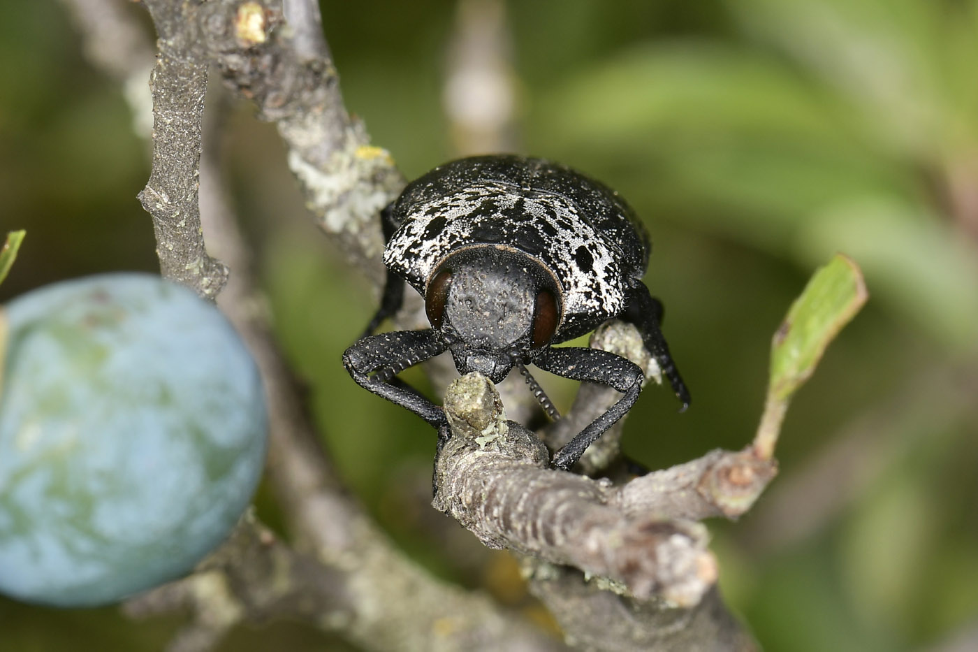 Buprestidae: Capnodis sp.? S, Capnodis tenebrionis